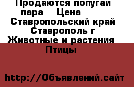 Продаются попугаи (пара) › Цена ­ 900 - Ставропольский край, Ставрополь г. Животные и растения » Птицы   